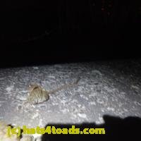 /home//u458753944/public_html/sourcegallery//////Roxborough Toad Detour/2013-2019/2018/2018-04-13/P4130019.JPG